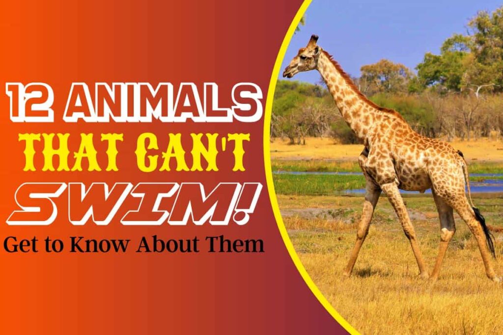 12 Animals That Can’t Swim! Get To Know About Them - Talk Radio News