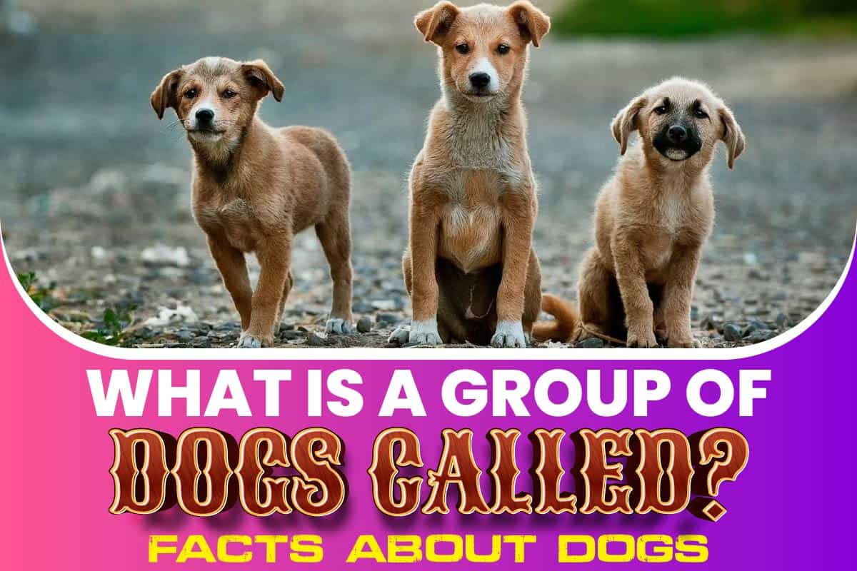 What Is A Group Of Dogs Called Facts About Dogs Talk Radio News