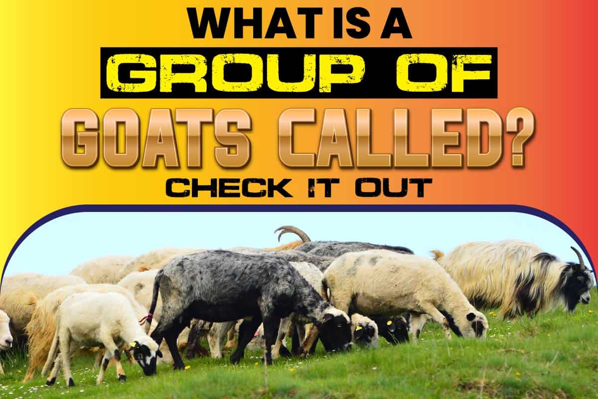 What Is a Group of Goats Called