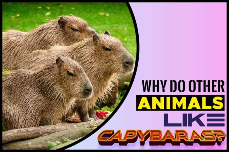 Why Do Other Animals Like Capybaras? - Talk Radio News