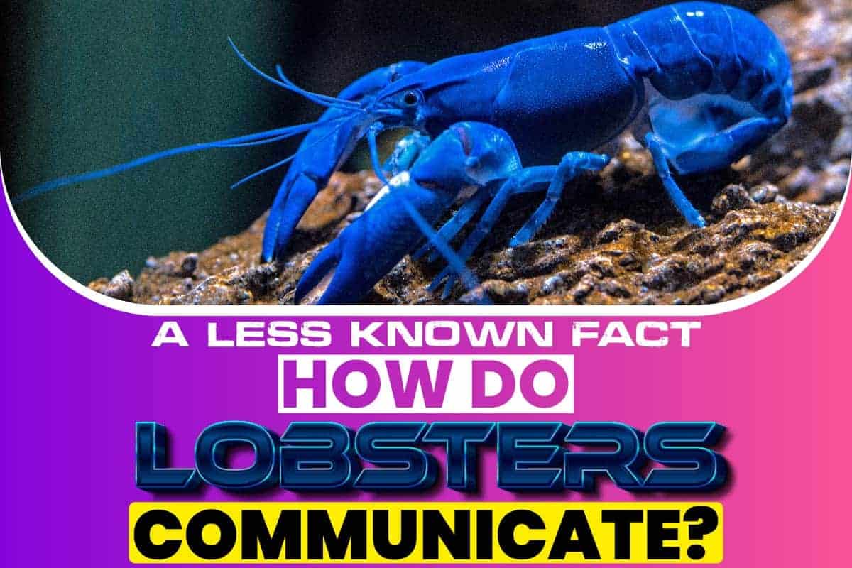 A Less Known Fact How Do Lobsters Communicate