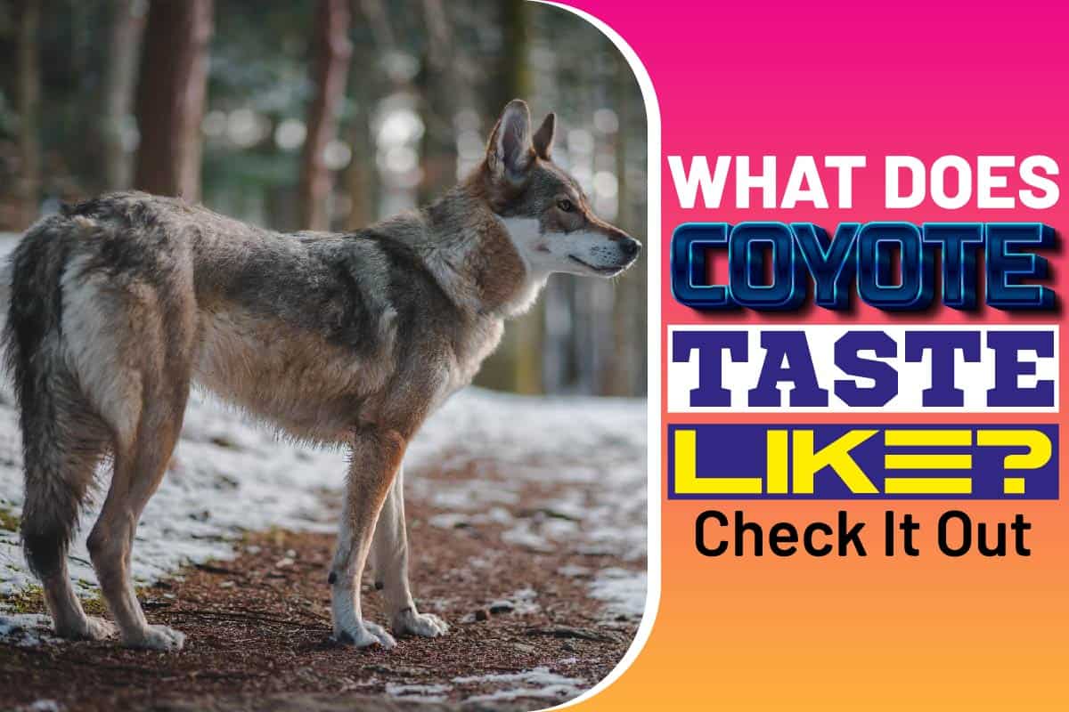 What Does Coyote Taste Like..