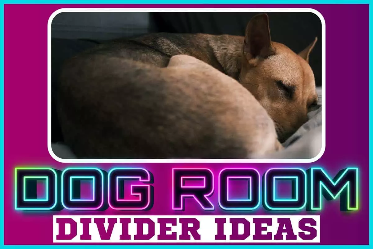 6 Dog Room Divider Ideas That Will Blow Your Mind