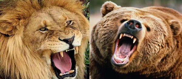 African Lion Vs Grizzly Bear Fight Comparison, Who Will Win? The African lion is a very powerful animal. They are the only big cat that dwells in Africa. They are also the most social of all cats, living in groups called prides. One of their main prey is the buffalo, which they can take down by themselves. The grizzly bear is also a powerful animal, mostly in North America. They are solitary mammals who will attack any other bear that invades their territory. Grizzly bears also like to feed on salmon, which is very different from what African lions like to eat (buffalo). But don't forget about the teeth! The African lion has eight-inch-long canine teeth and six-inch-long canines, perfect for ripping flesh apart! The grizzly bear has two-inch-long canine teeth and three-inch-long canines, not as powerful as the African lion's teeth. One thing that can help balance out this difference is weight. The grizzly bear weighs about 750 pounds, while the African lion weighs around 400 pounds. In a fight between an African lion and a grizzly bear, a grizzly bear would win. Interesting Facts About Grizzly Bears Grizzly bears are one of the most iconic animals in North America, but many people don't know much about them. Here are some facts about grizzly bears you might not know: • The average weight of a grizzly is 750 pounds • Grizzlies can live up to 30 years in the wild. They usually live to be 18-30 in captivity. • A grizzly's territory can span around 10 square miles, but they might roam up to 50 square miles. The Weight, Height, Paws Size Of Grizzly Bears The grizzly bears are one of the largest land predators alive today. They are the second-largest bear in North America, behind the Kodiak bear. Grizzlies weigh around 750 pounds. The average height for a male grizzly bear is 6 to 7 feet tall, and females are about 5 to 6 feet tall. These massive animals also have a paw size of up to 12 inches and claws that can grow up to 4 inches long! What Do Grizzly Bears Eat? Grizzly bears are omnivores, which means they eat both plants and animals. Though they prefer meat, grizzlies will eat berries, nuts, roots, and other vegetation when it is available. They are strong foragers and can dig for roots and gophers. They can also move trees, rocks, logs, or anything else in their way to reach food. Grizzlies eat musk deer, white-tailed deer, salmon, and black bears. Where Are Grizzly Bears Found? The grizzly bear is found in Canada, the US, and Russia. They are mostly found in Alaska, with smaller populations in Washington, Wyoming, Montana, Idaho, and British Columbia. What Is The Color Of A Grizzly Bear? The color of a grizzly bear can vary from blonde to black, depending on the coat. The brown ones are called 'grizzlies' for this reason. The darker coats can be as black as a raven's wing. They can also range from light brown to dark brown. What Is A Lion Pride? A lion pride consists of a coalition of lionesses and their offspring. The pride is usually led by a female, the alpha female, who is the only one to mate with the male lion of the group. The other females in the pride cannot mate with him because he will be killed if he doesn't mate with the alpha female. Which Countries Have African Lions? Africa is home to the lions that you typically associate with it. Lions are much more common in Africa than in any other place in the world. The lion population in Africa is also much larger than anywhere else. The Weight, Height, And Size Of The African Lion The African lion is the second-largest cat family member, behind only the tiger. These powerful predators are typically found in sub-Saharan Africa. They weigh about 400 pounds and grow to about 6 feet in length. What Do African Lions Eat? African lions are carnivores and eat a wide variety of prey such as zebra, giraffe, buffalo, and wildebeest. They also hunt smaller prey such as birds and rodents. Grizzly Bear Vs African Lion - Who Will Win The Fight? A grizzly bear is a North American bear that can weigh anywhere from 500 lbs to 1,700 lbs. The grizzly bear is the second largest species of bear in the world. A male African lion can weigh up to 400 lbs and stands at around 6 ft tall. It's said that a grizzly bear has a good chance of defeating an African lion. Is The African Lion Stronger Than A Grizzly Bear? The African Lion is a much stronger animal than a Grizzly Bear. The African Lion has a stronger bite force than a Grizzly Bear and a much more powerful roar. The African Lion will also not hesitate to attack something that it senses as a threat which is not something that you can say about the Grizzly Bear. This is why the African Lion is considered one of the strongest animals in Africa. Is The African Lion A Better Hunter Than The Grizzly Bear? The African lion is a better hunter than the grizzly bear. African lions hunt in packs and have various options when it comes to preying on their prey. Lions often hunt in groups and will attack their prey from the back and front, taking them down in a very short amount of time. On the other hand, grizzly bears hunt alone and will often find an elk or other large animal by following the fresh tracks they leave behind. Bears are not very fast, so they need to be patient when hunting for food. Conclusion So, you're out in the wild, and you've just found yourself face to face with an African lion or grizzly bear. What do you do? It's not difficult to avoid contact with either of these animals. If a grizzly bear confronts you, try to stay at least 100 yards away. If an African lion confronts you, try to stay about 50 yards away. If the animal approaches you, stop moving and stand up straight. Appear as large as possible and make sounds, so the animal knows you are human and not prey.