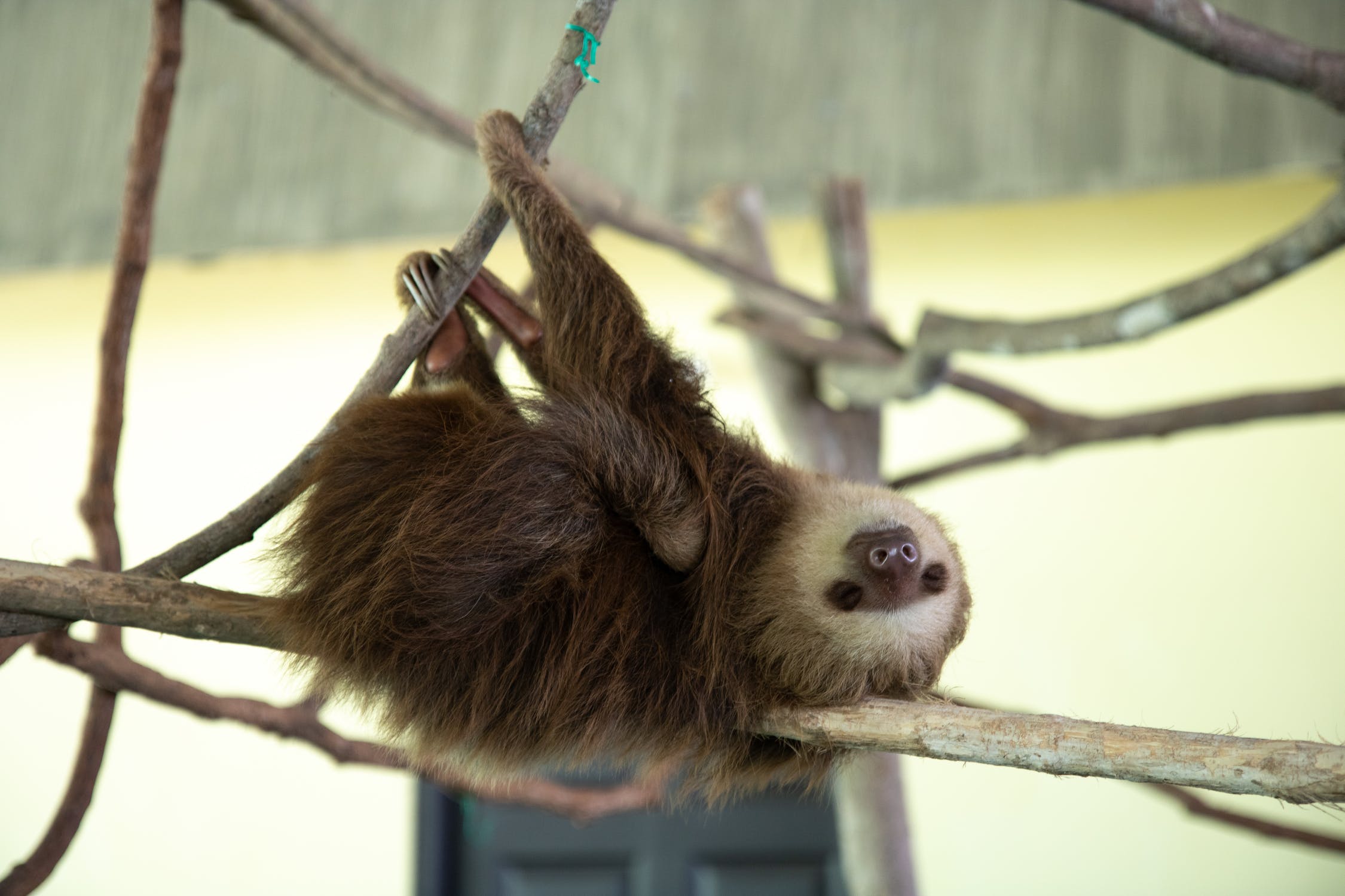 Why Are Sloths Slow?